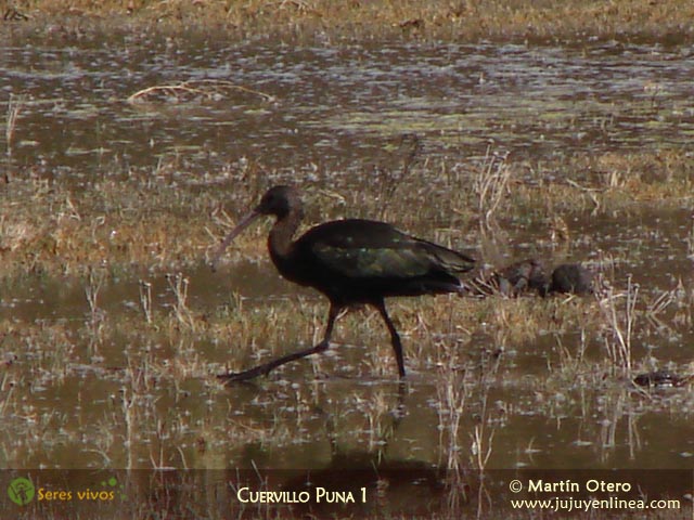 Cuervillo Puna o Ibis de la Puna