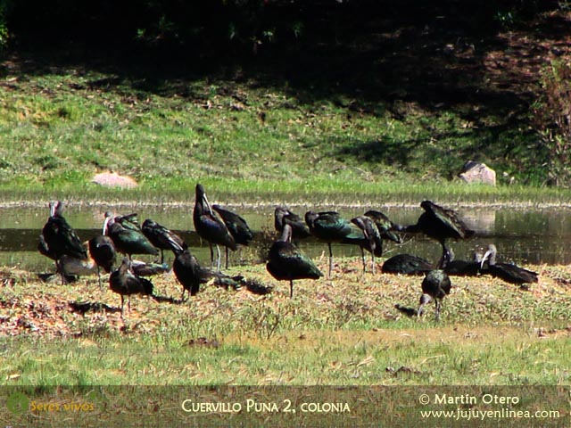 Cuervillo Puna 2, colonia