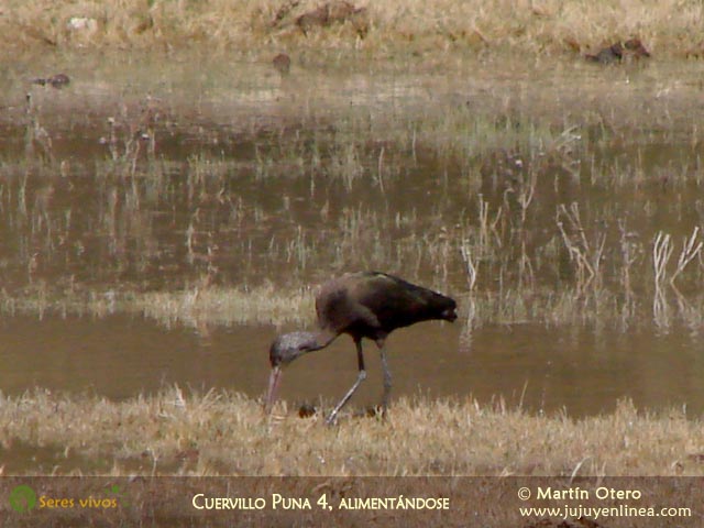 Cuervillo Puna 4, alimentándose