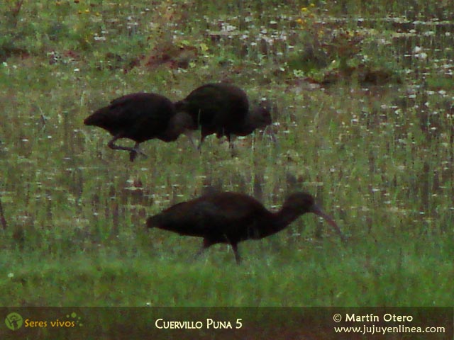 Cuervillo Puna 5