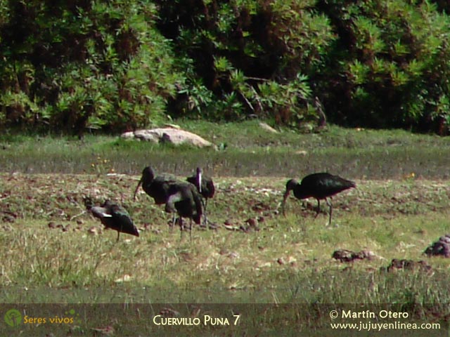 Cuervillo Puna 7