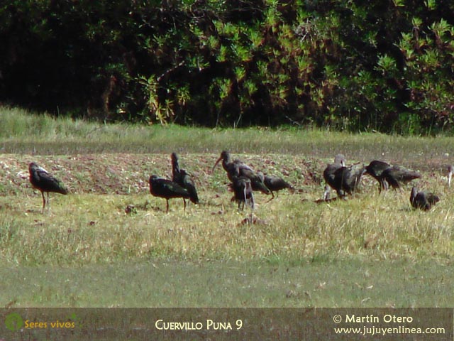Cuervillo Puna 9