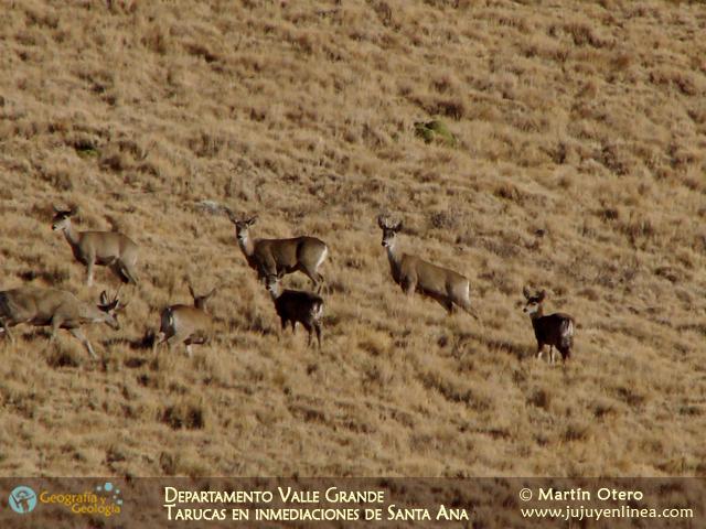 Departamento Valle Grande - Tarucas en inmediaciones de Santa Ana