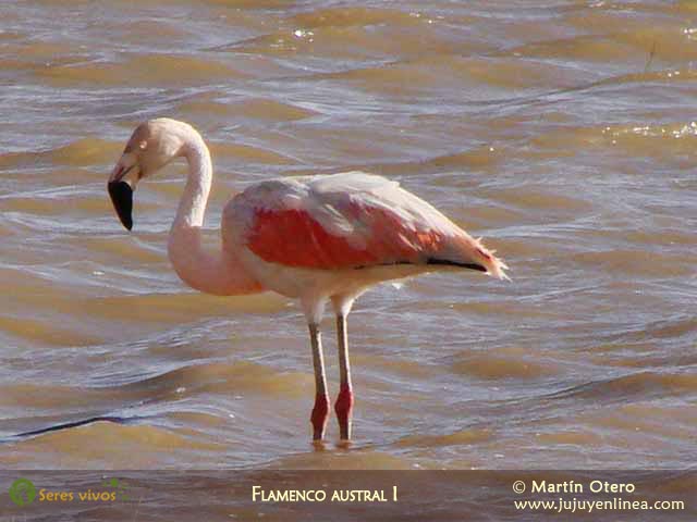 Flamenco austral