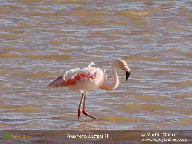 Flamenco Austral II