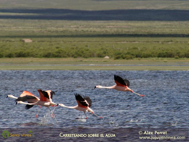 Flamenco Austral III