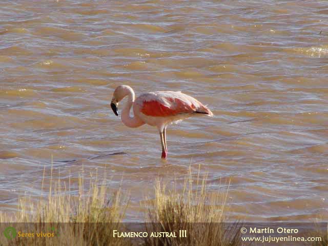Flamenco Austral IV