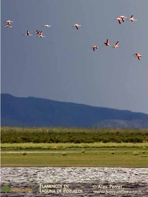 Laguna de Pozuelos