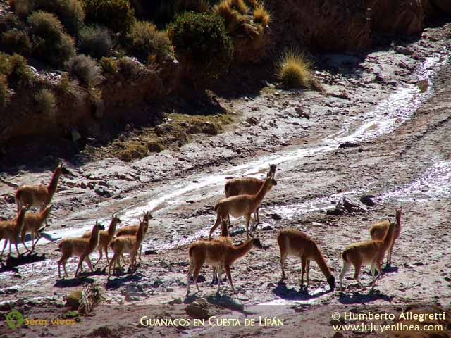 Guanaco