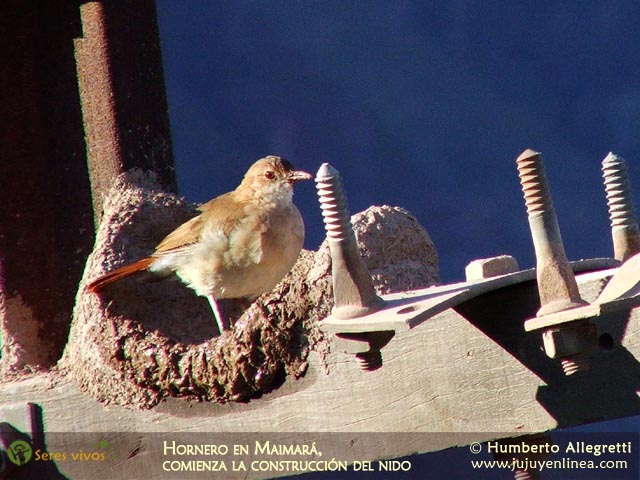 Hornero