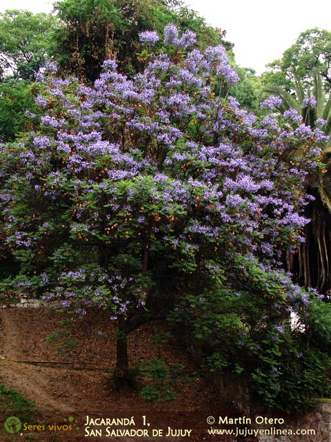 Jacarandá o tarco