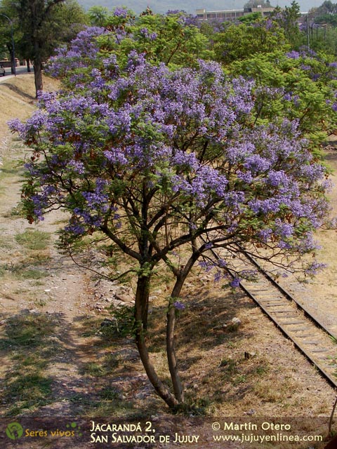 Jacarandá 2, San Salvador de Jujuy