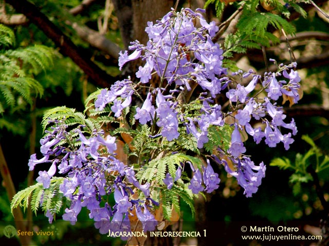 Jacarandá, inflorescencia 1