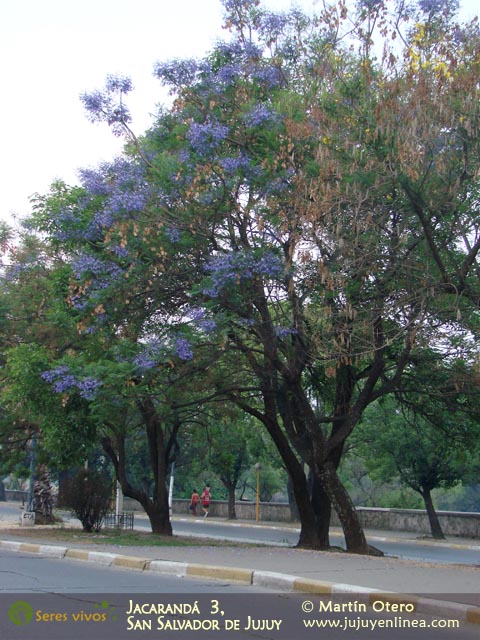 Jacarandá 3, San Salvador de Jujuy