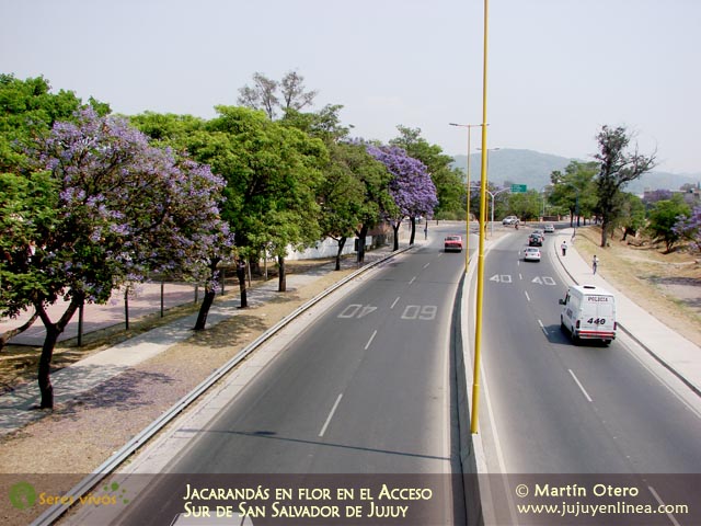 Jacarandá en flor en el acceso sur de San Salvador de Jujuy