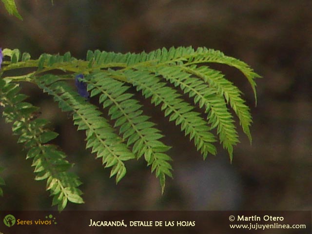 Jacarandá, detalle de las hojas