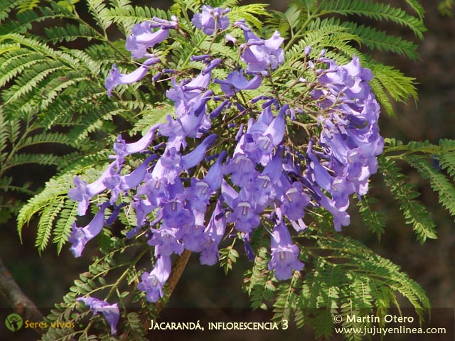 Jacarandá, inflorescencia 3