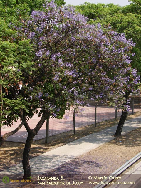 Jacarandá 5, San Salvador de Jujuy