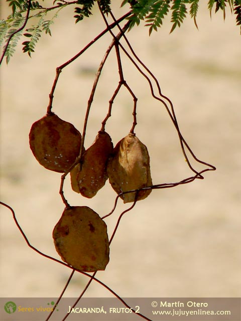 Jacarandá, frutos 2