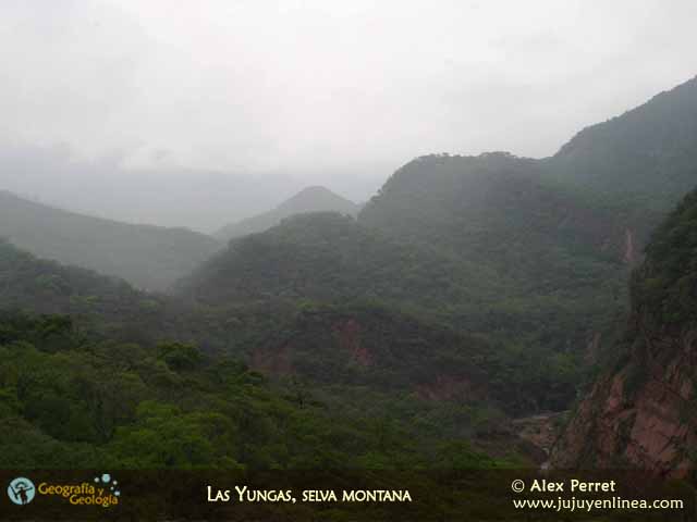 Las Yungas, selva montaña