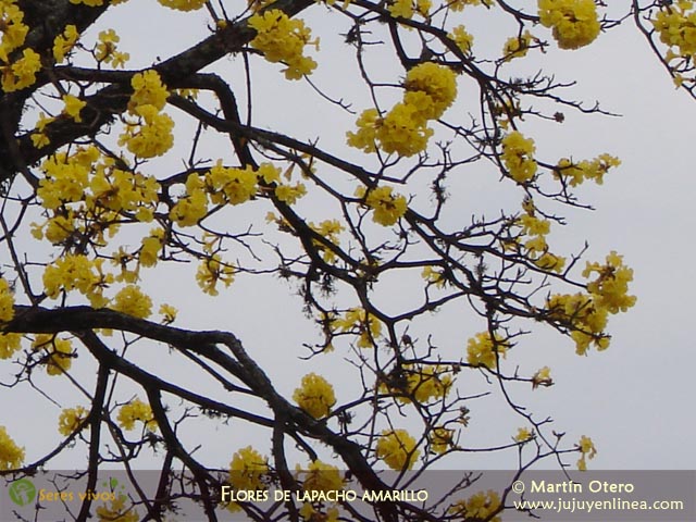 Lapacho amarillo