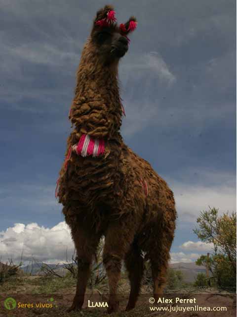 Llama