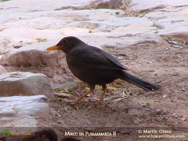 Mirlo en Purmamarca II