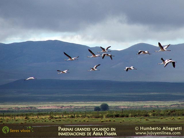 Parinas Grandes volando en inmediaciones de Abra Pampa