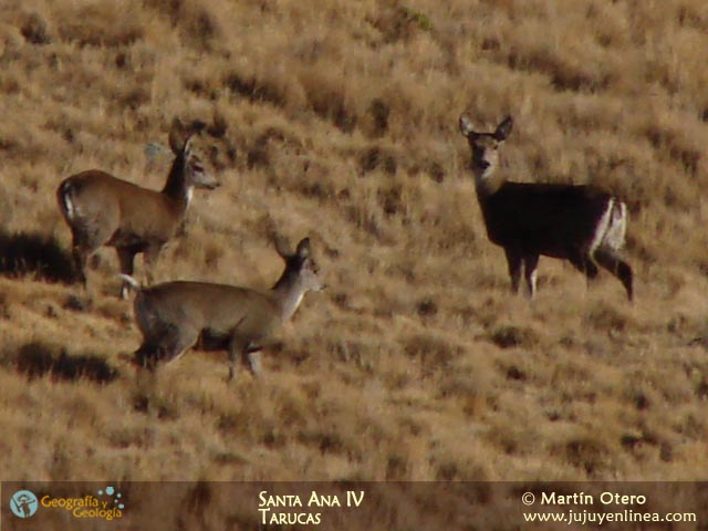 Santa Ana IV Tarucas