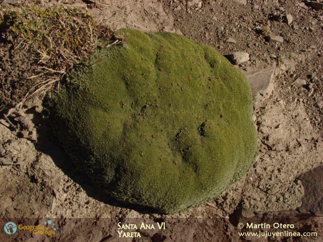 Santa Ana VI Yareta