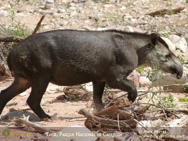 Tapir o anta