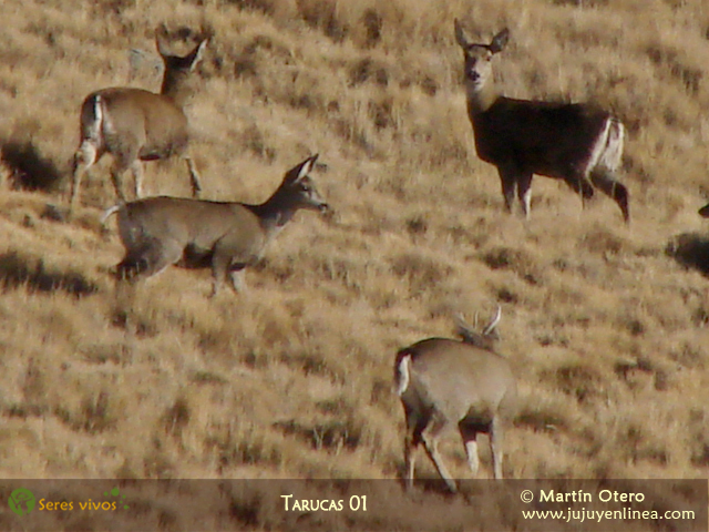 Taruca