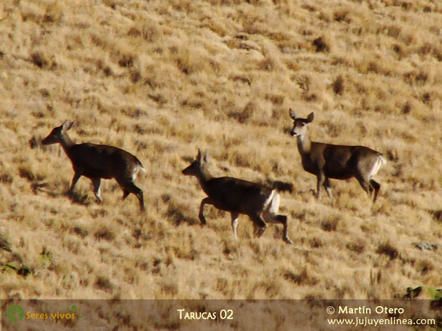 Tarucas 02