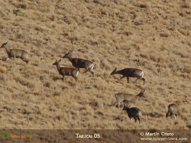Tarucas 05