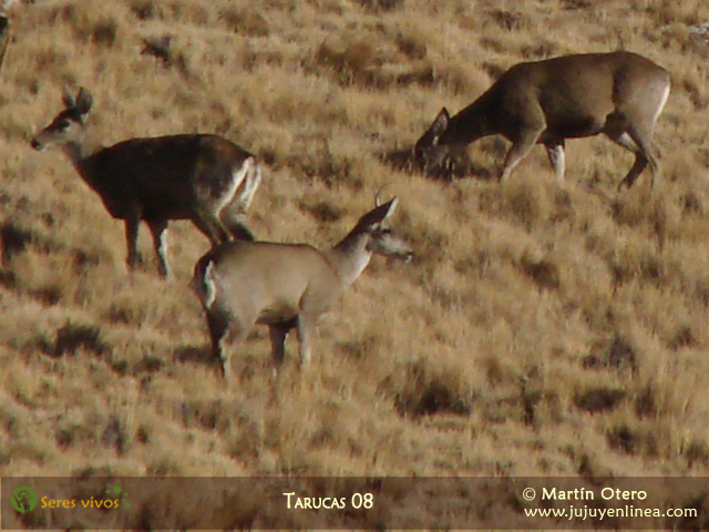 Tarucas 08
