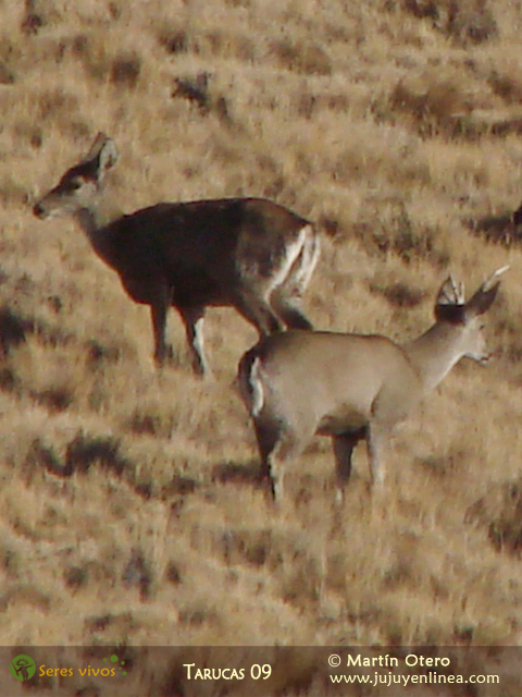 Tarucas 09