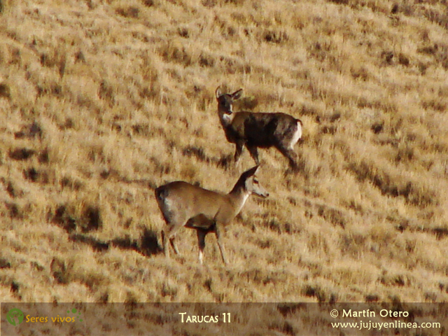 Tarucas 11
