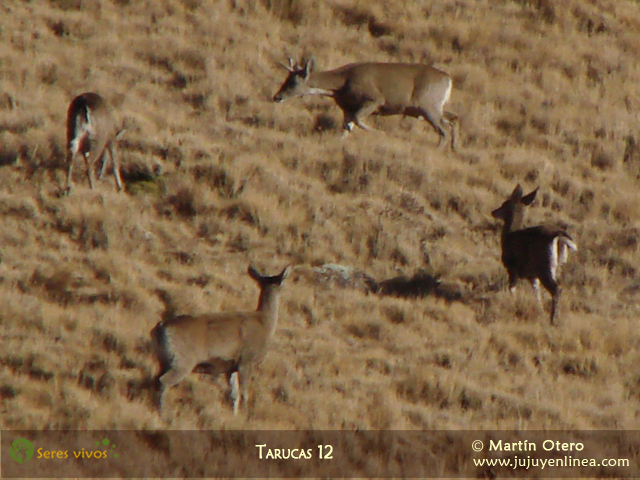 Tarucas 12