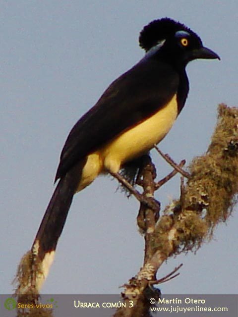 Urraca Común 3