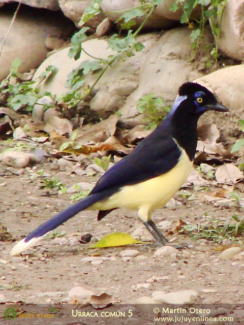 Urraca Común 5
