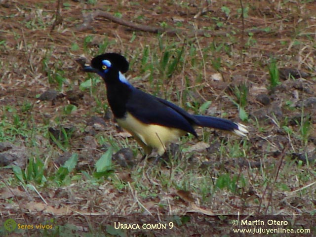 Urraca Común 9