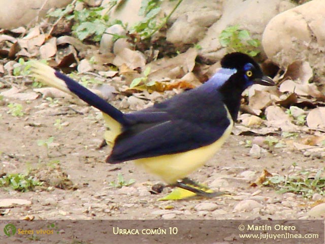 Urraca Común 10