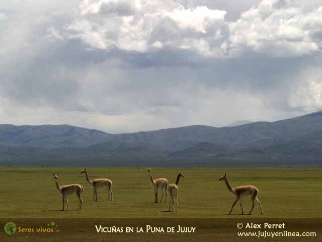 Vicuñas en la Puna de Jujuy