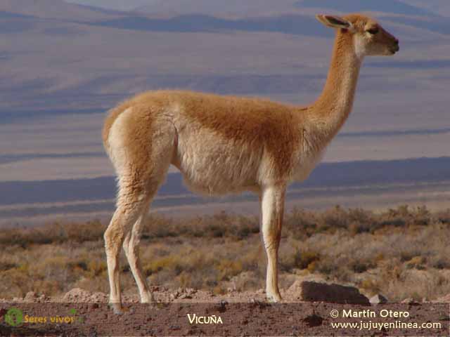 Vicuña