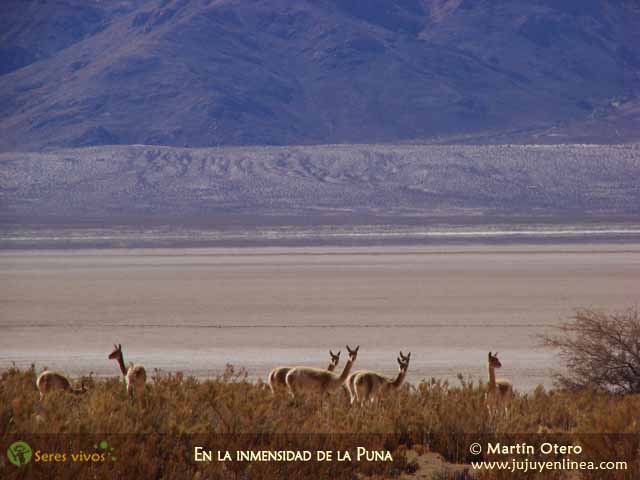 En la inmensidad de la Puna