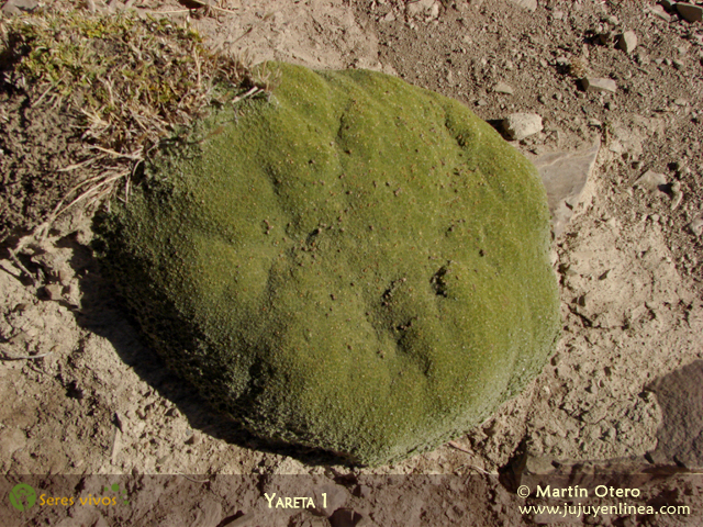 Yareta