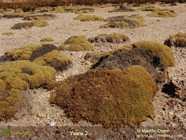 Yareta 2
