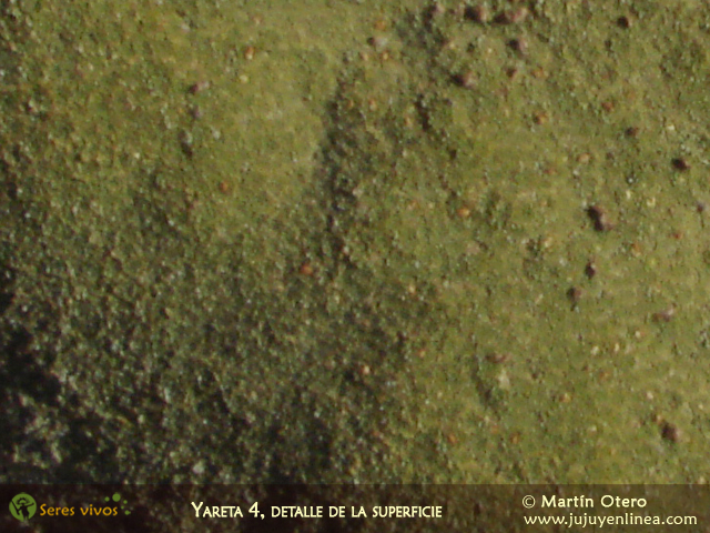 Yareta 4 - Detalle de la superficie