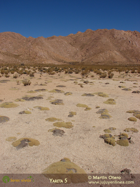 Yareta 5