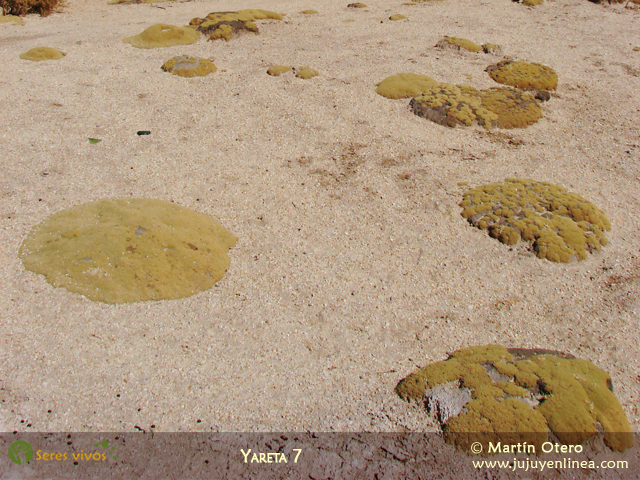 Yareta 7